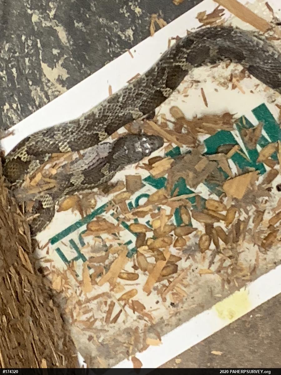 Eastern Ratsnake