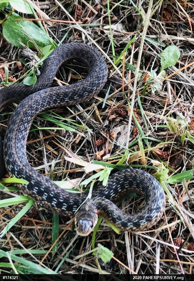 Eastern Gartersnake