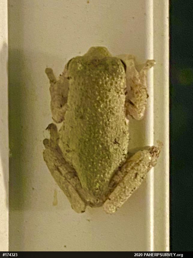 Unknown Gray Treefrog