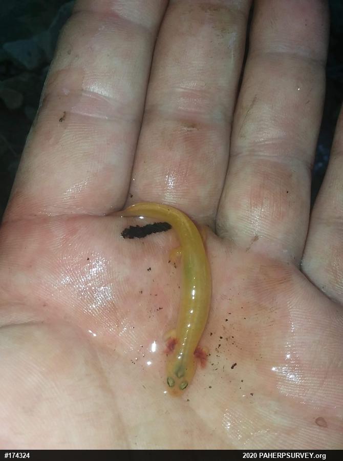 Northern Red Salamander