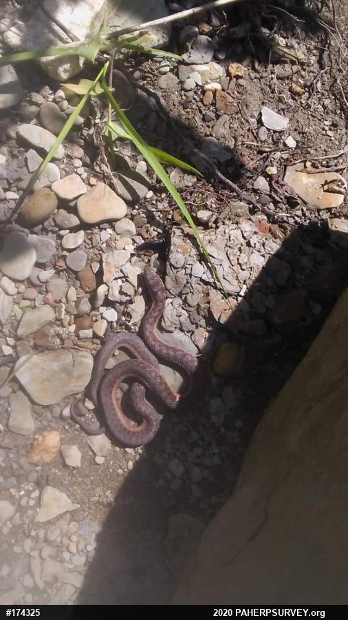 Eastern Gartersnake