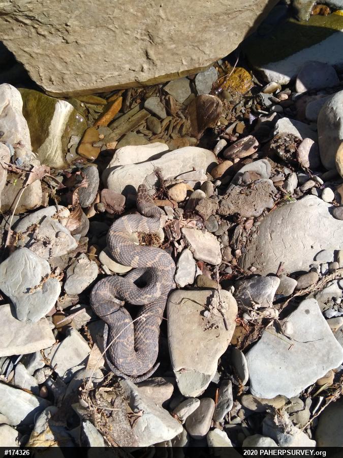 Northern Watersnake