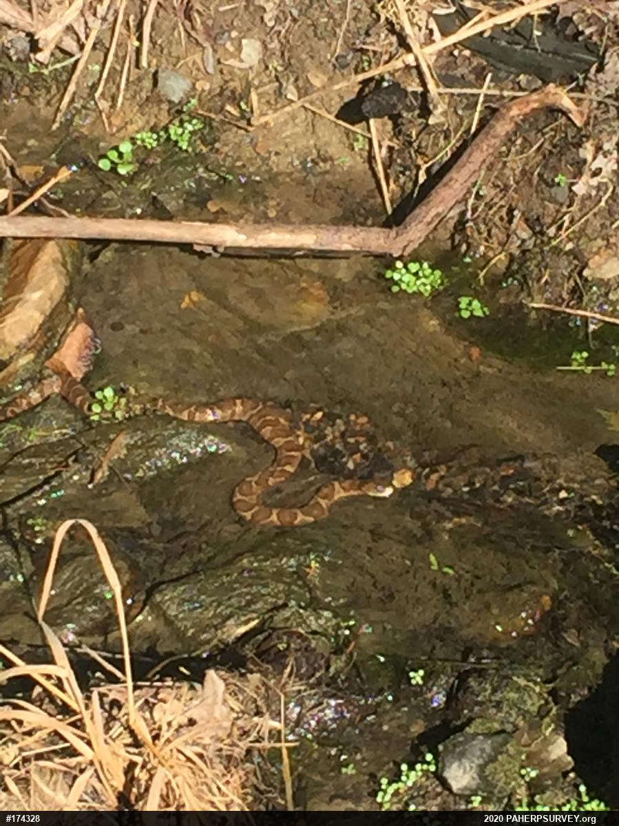 Northern Watersnake