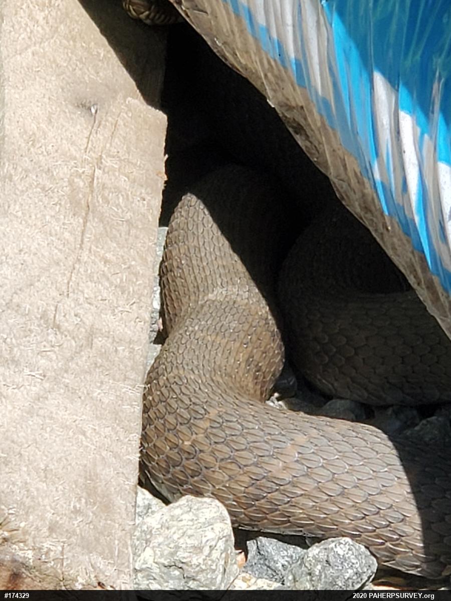 Northern Watersnake