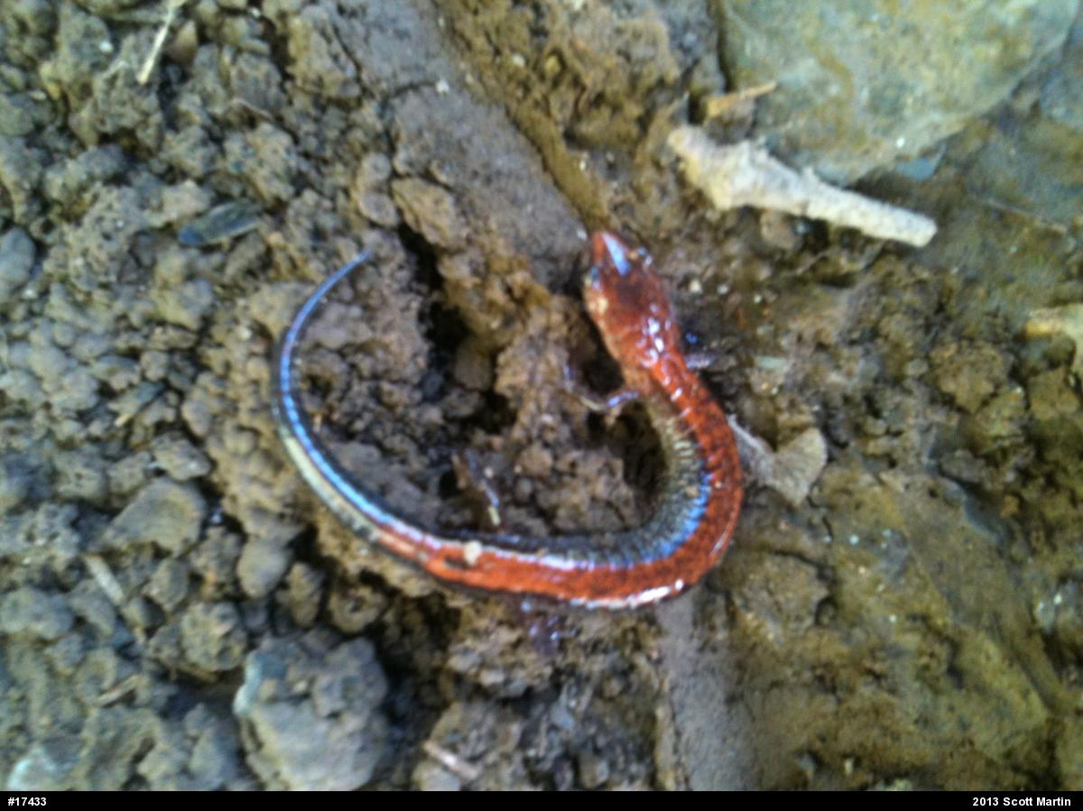 Eastern Red-backed  Salamander