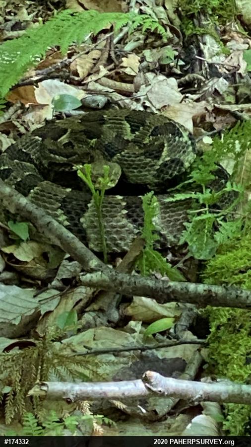Timber Rattlesnake