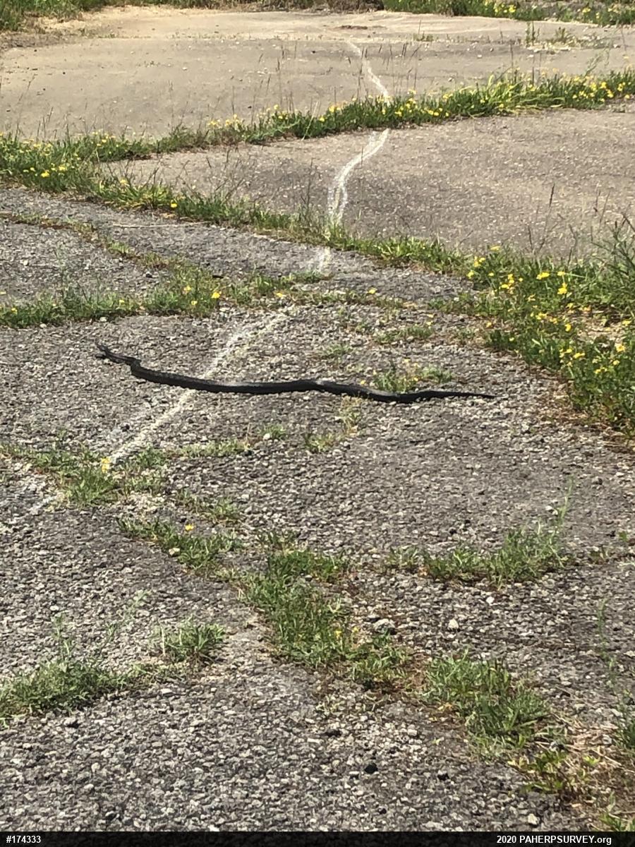 Eastern Ratsnake