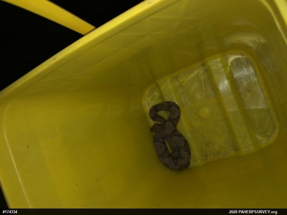 Northern Copperhead