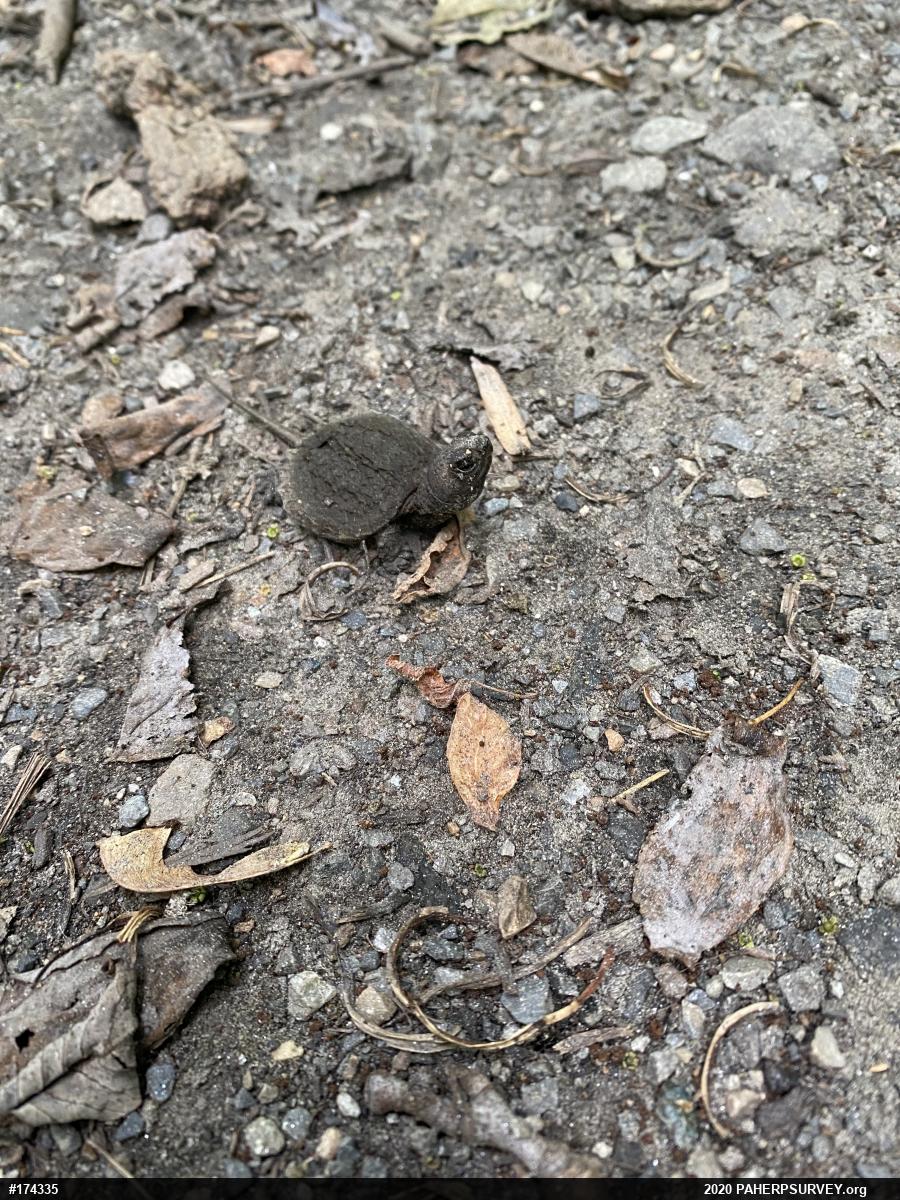 Snapping Turtle
