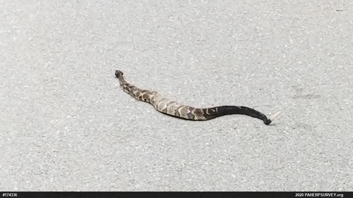 Timber Rattlesnake