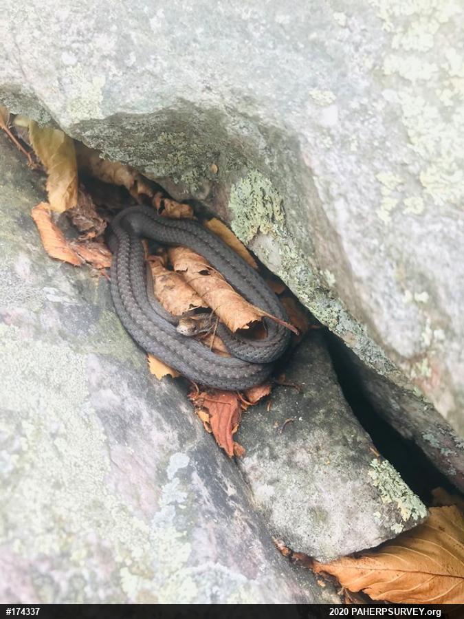 Red-bellied Snake