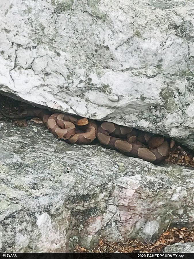 Northern Copperhead