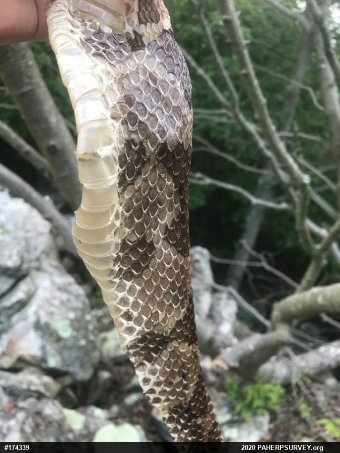 Timber Rattlesnake