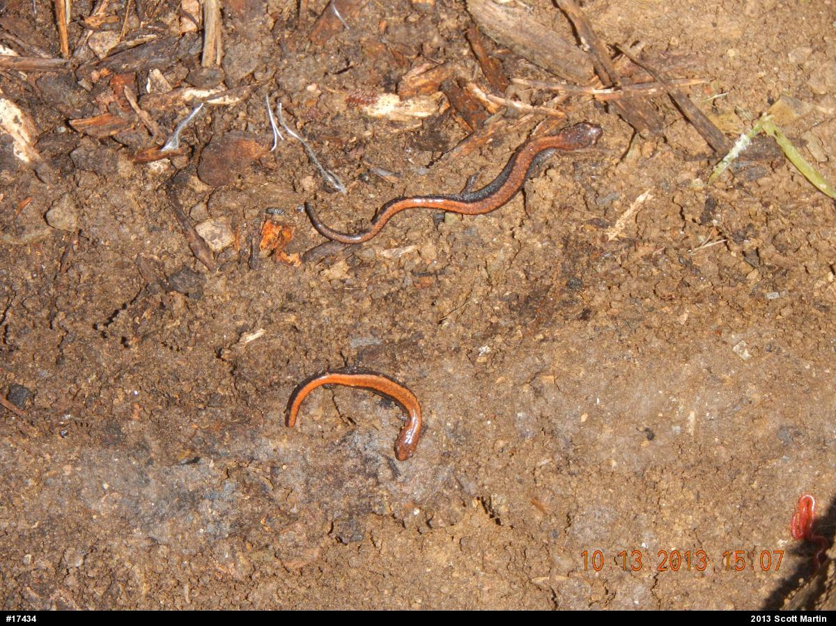 Eastern Red-backed  Salamander