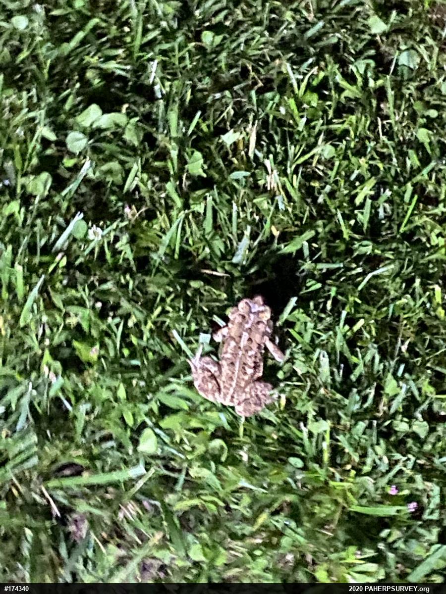 Eastern American Toad