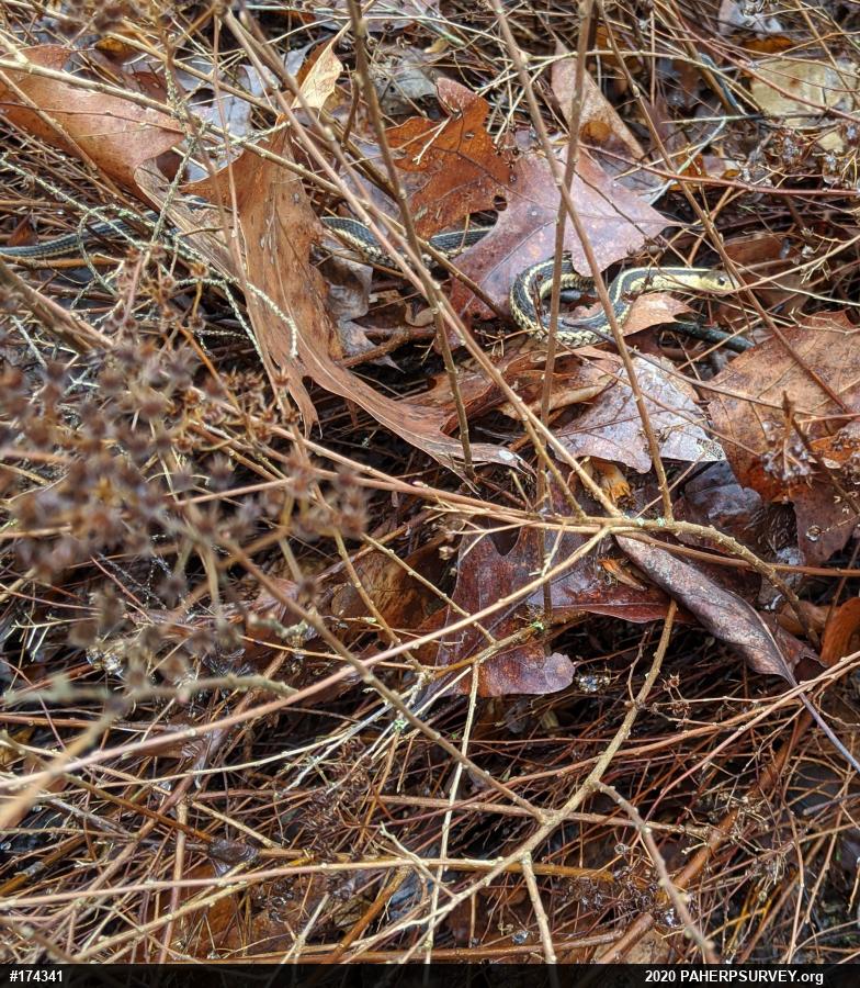 Eastern Gartersnake