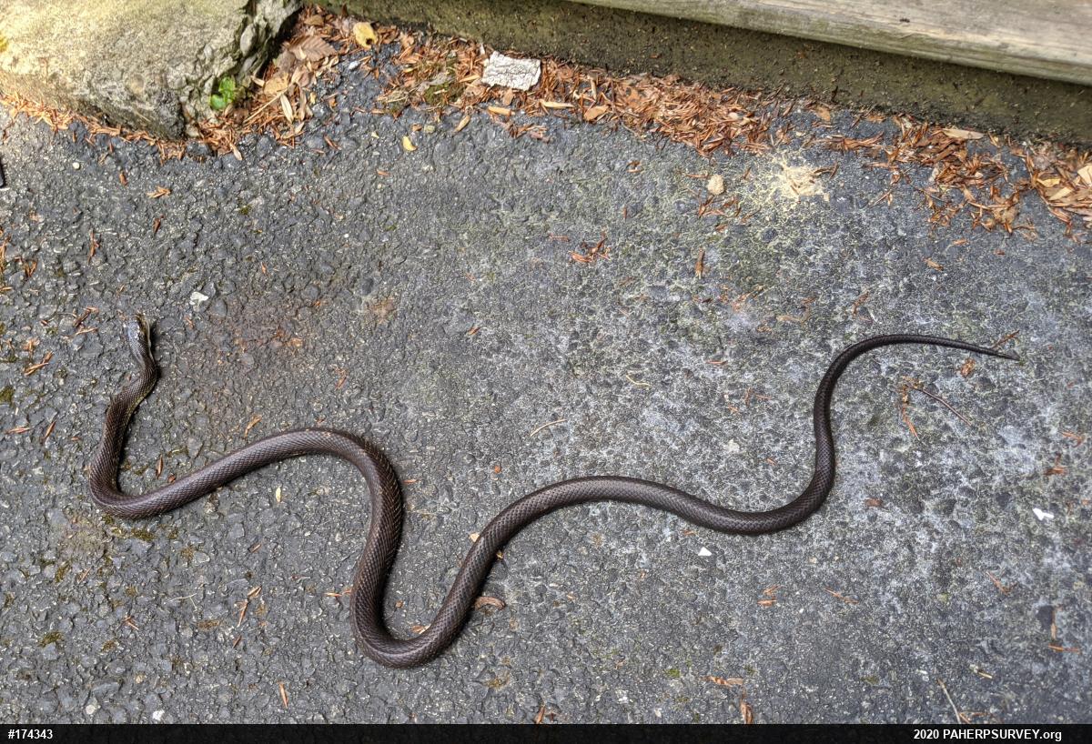 Eastern Ratsnake