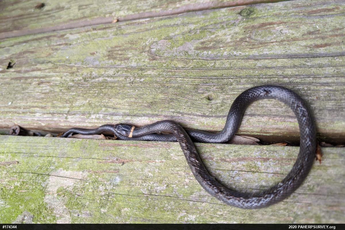 Northern Ring-necked Snake