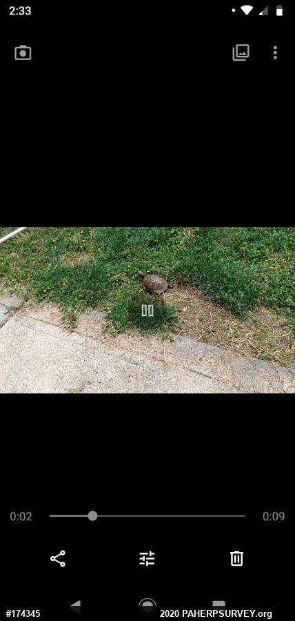 Eastern Box Turtle