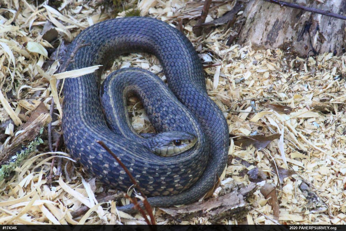 Eastern Gartersnake