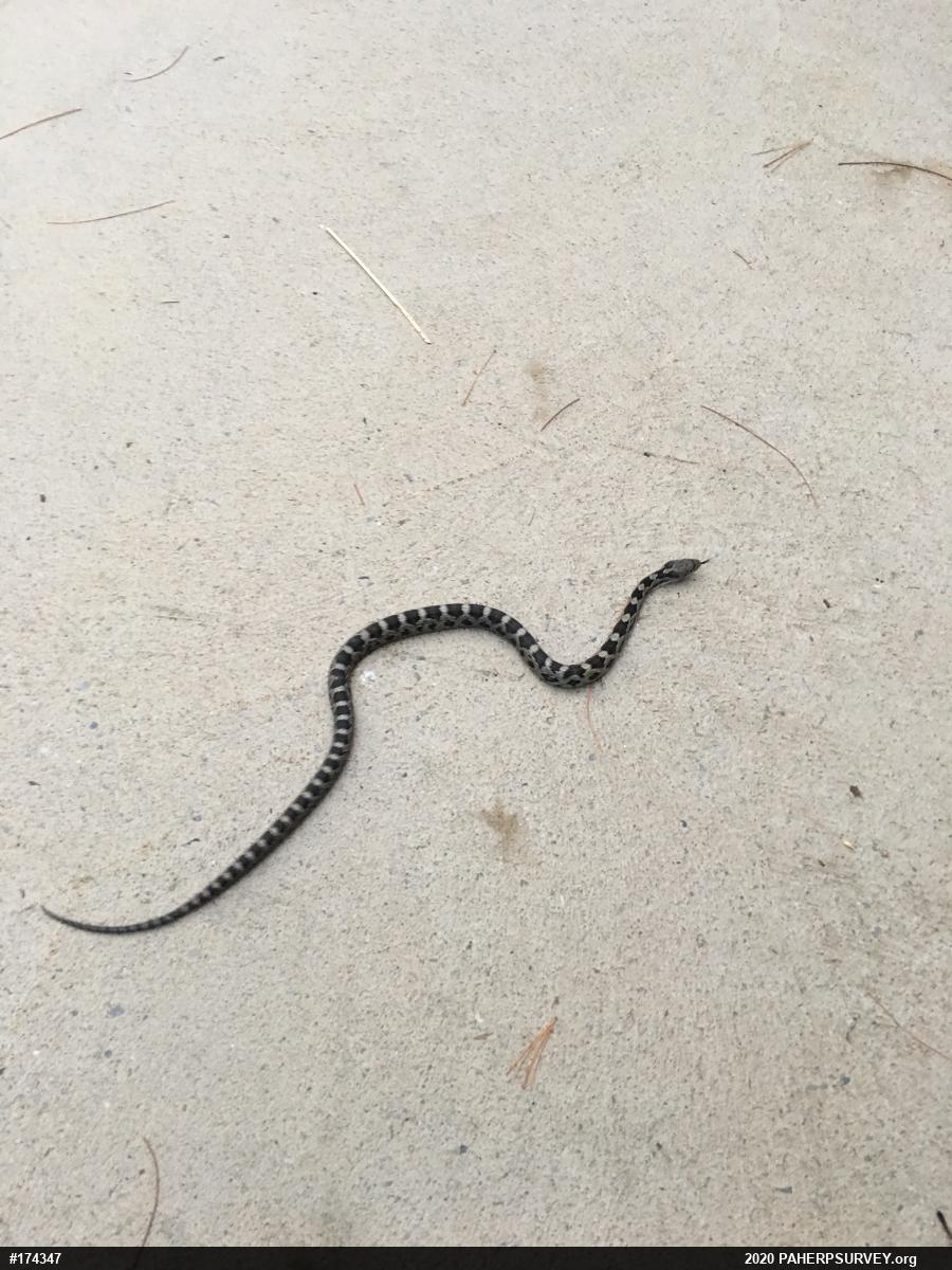 Eastern Ratsnake
