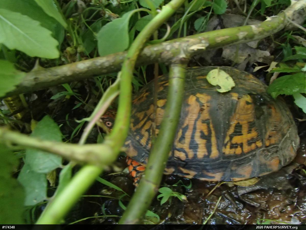 Eastern Box Turtle