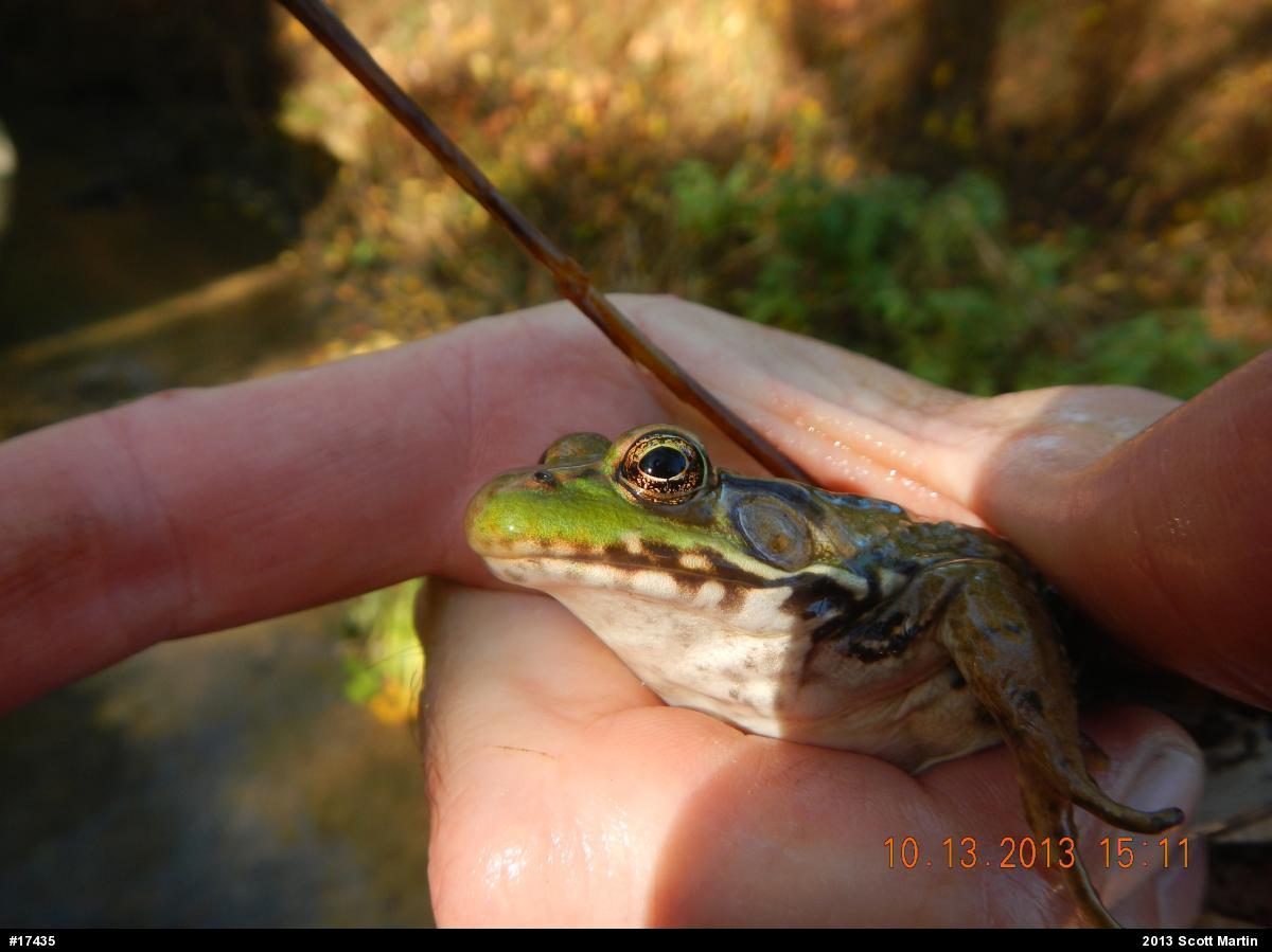 Green Frog