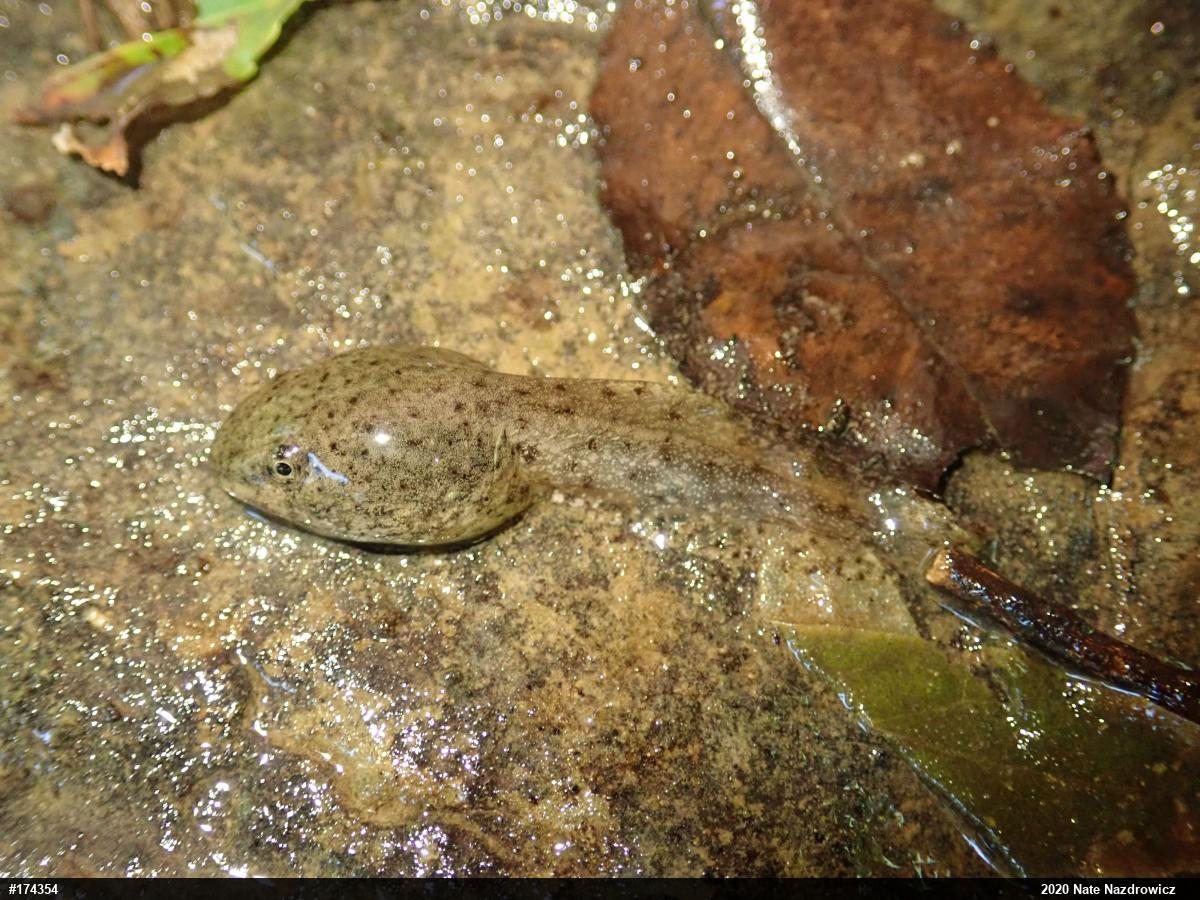 American Bullfrog