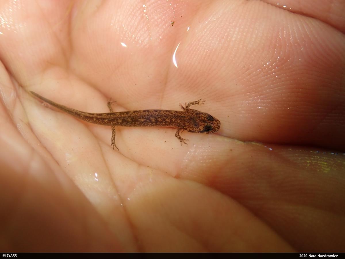 Northern Two-lined Salamander