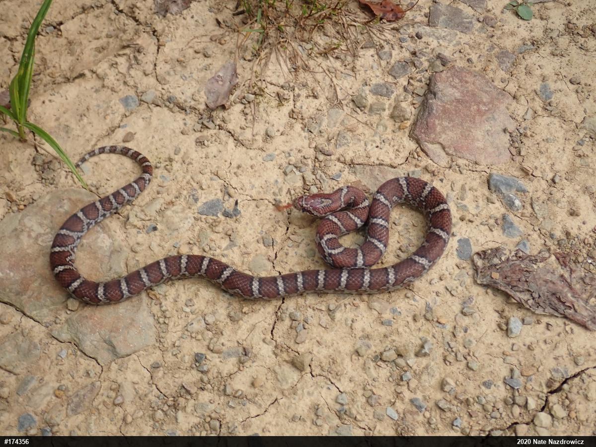 Eastern Milksnake