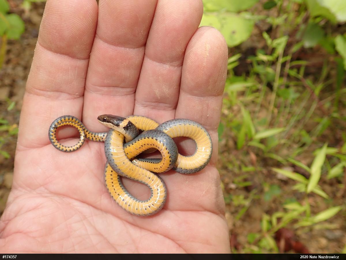 Northern Ring-necked Snake