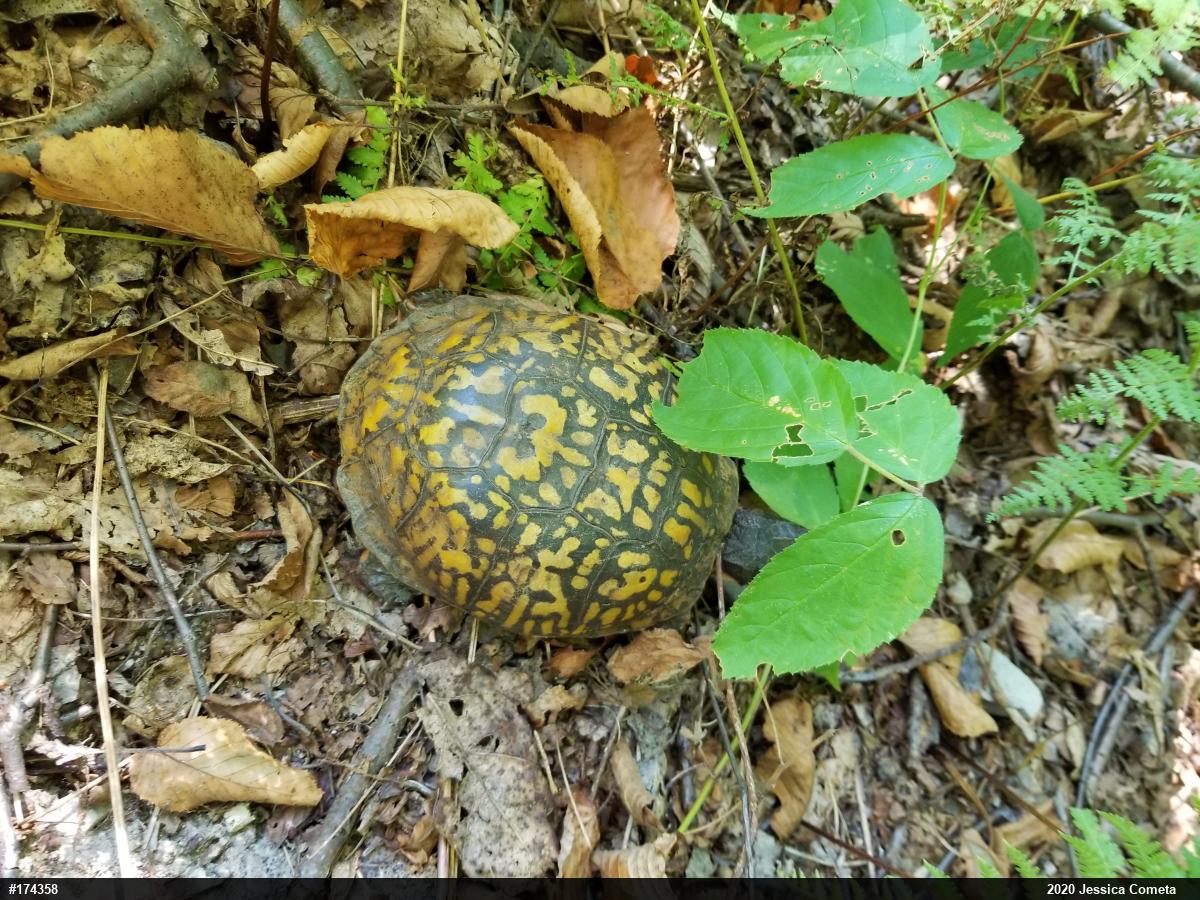 Eastern Box Turtle