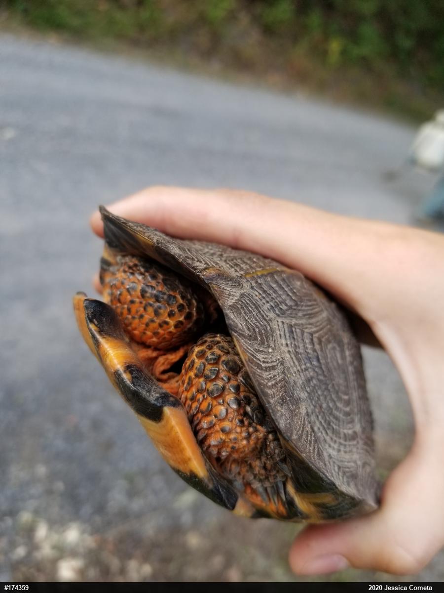 Wood Turtle