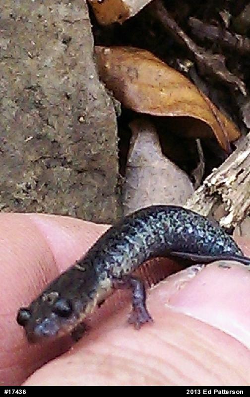 Valley And Ridge Salamander