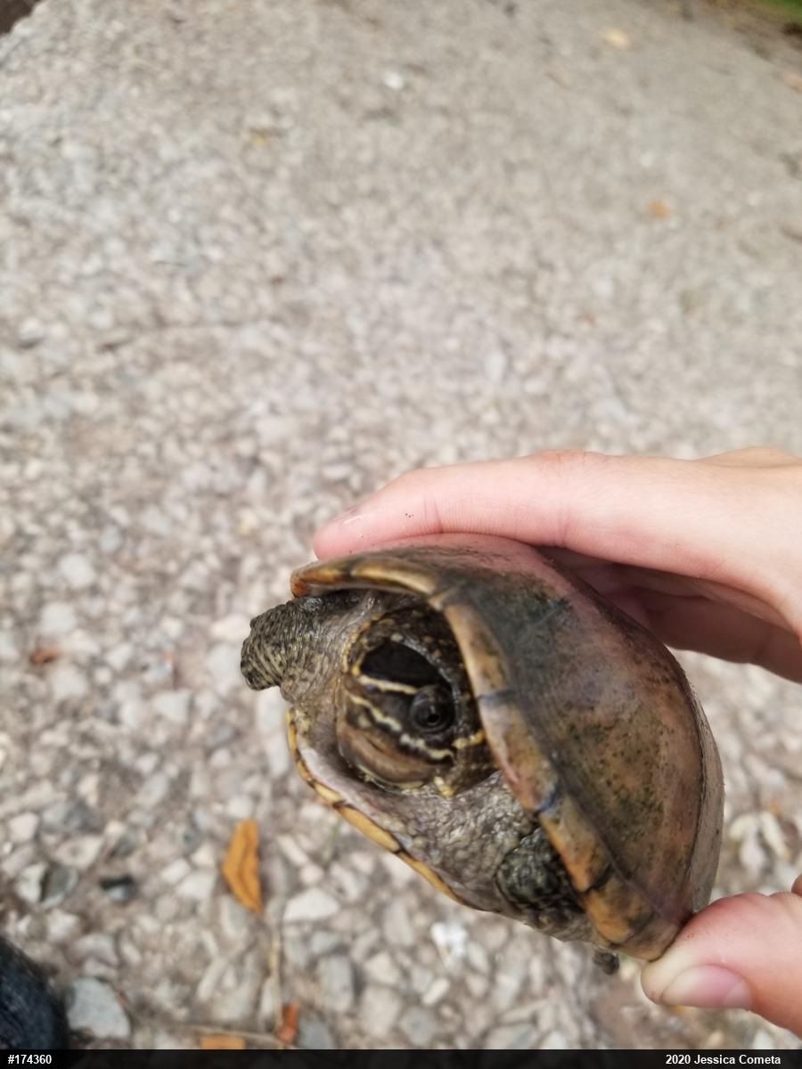 Eastern Musk Turtle