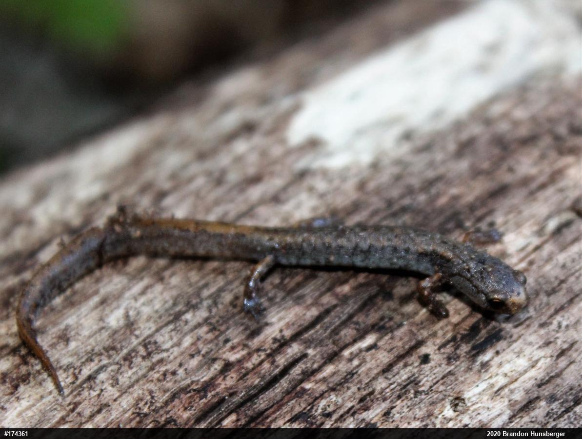 Four-toed Salamander