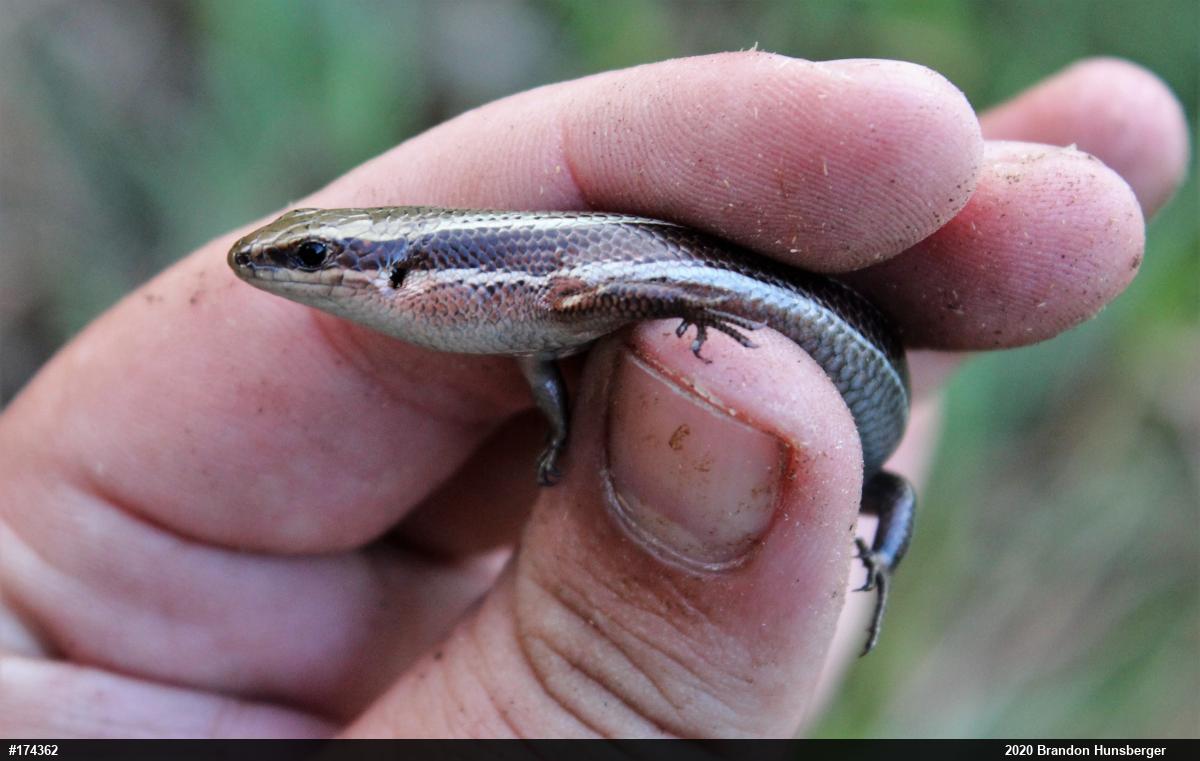 Northern Coal Skink