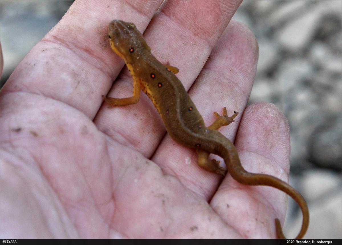 Red-spotted Newt