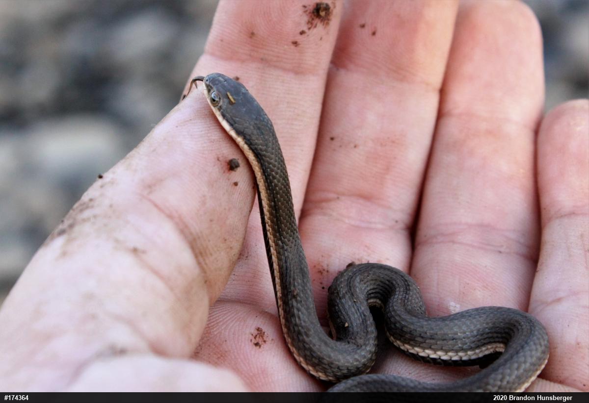 Queensnake