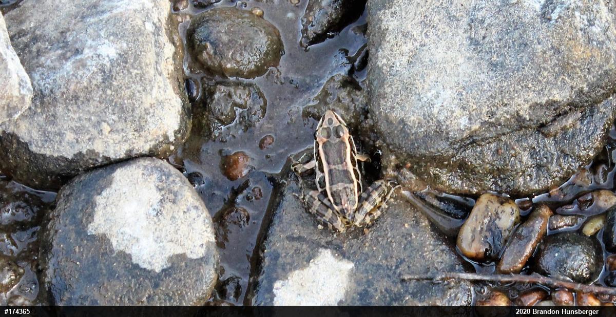 Pickerel Frog
