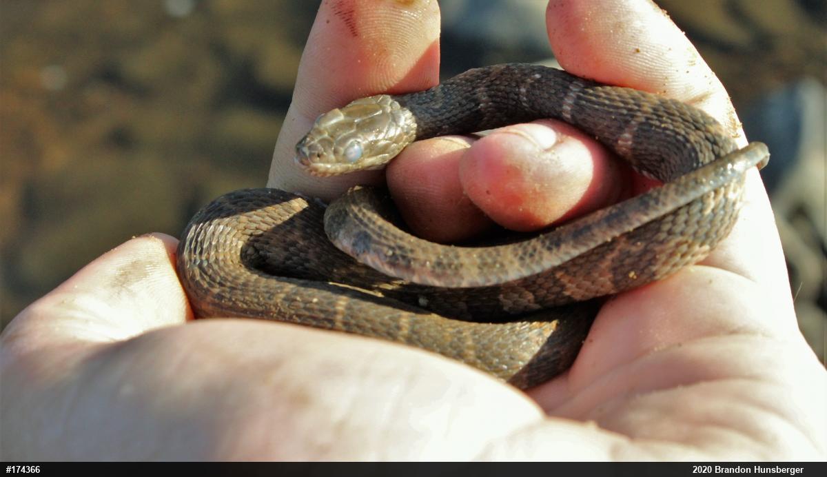 Northern Watersnake