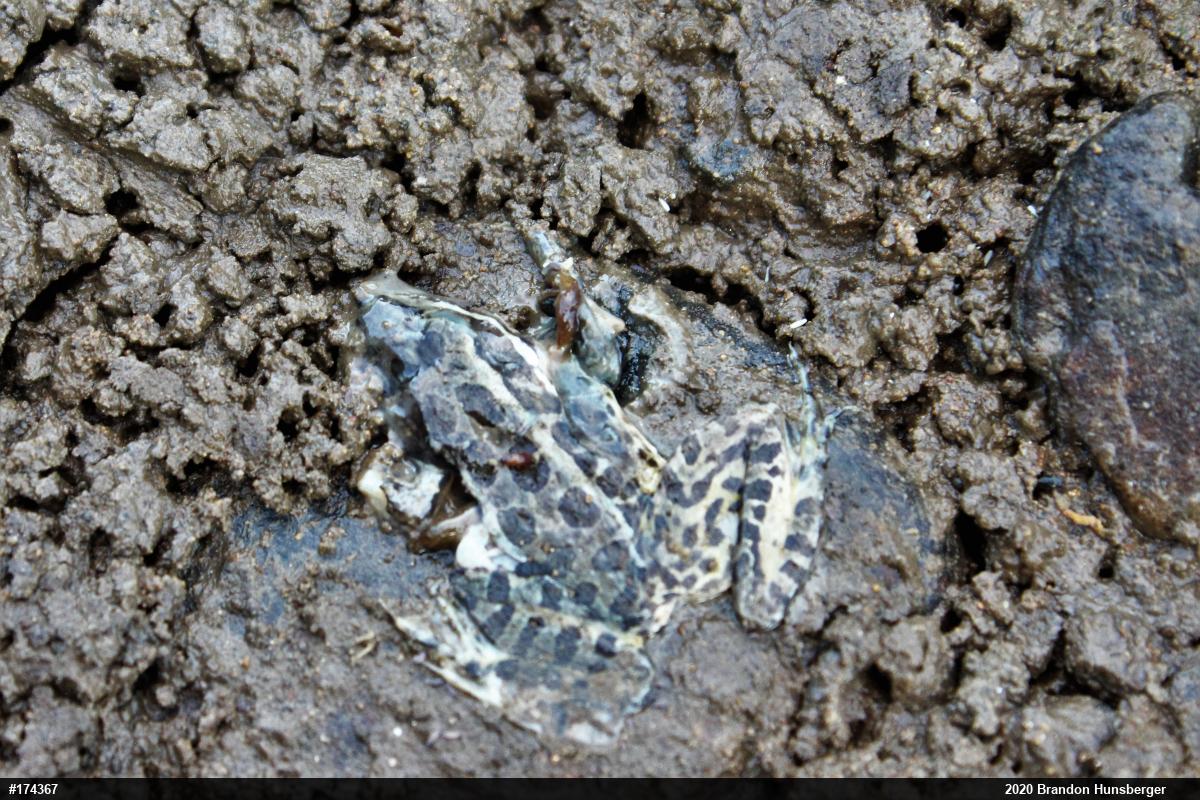 Pickerel Frog