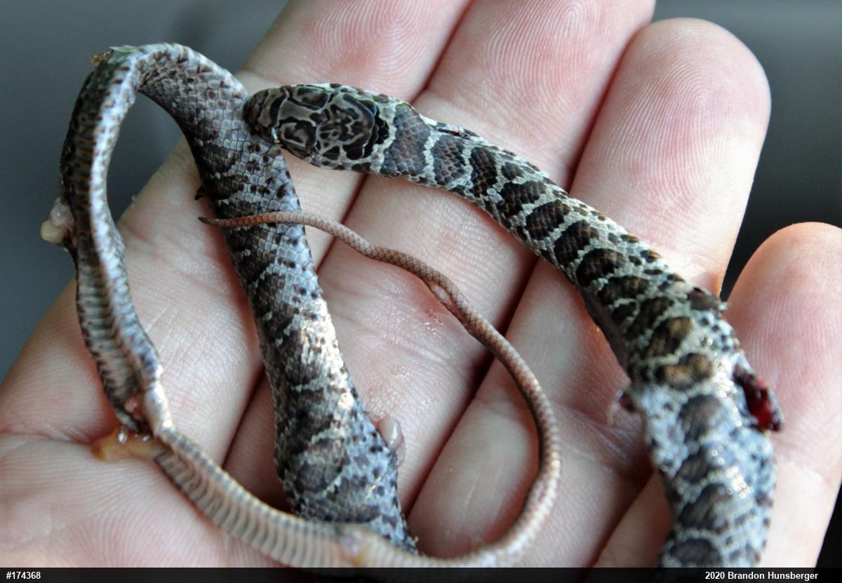 Northern Black Racer