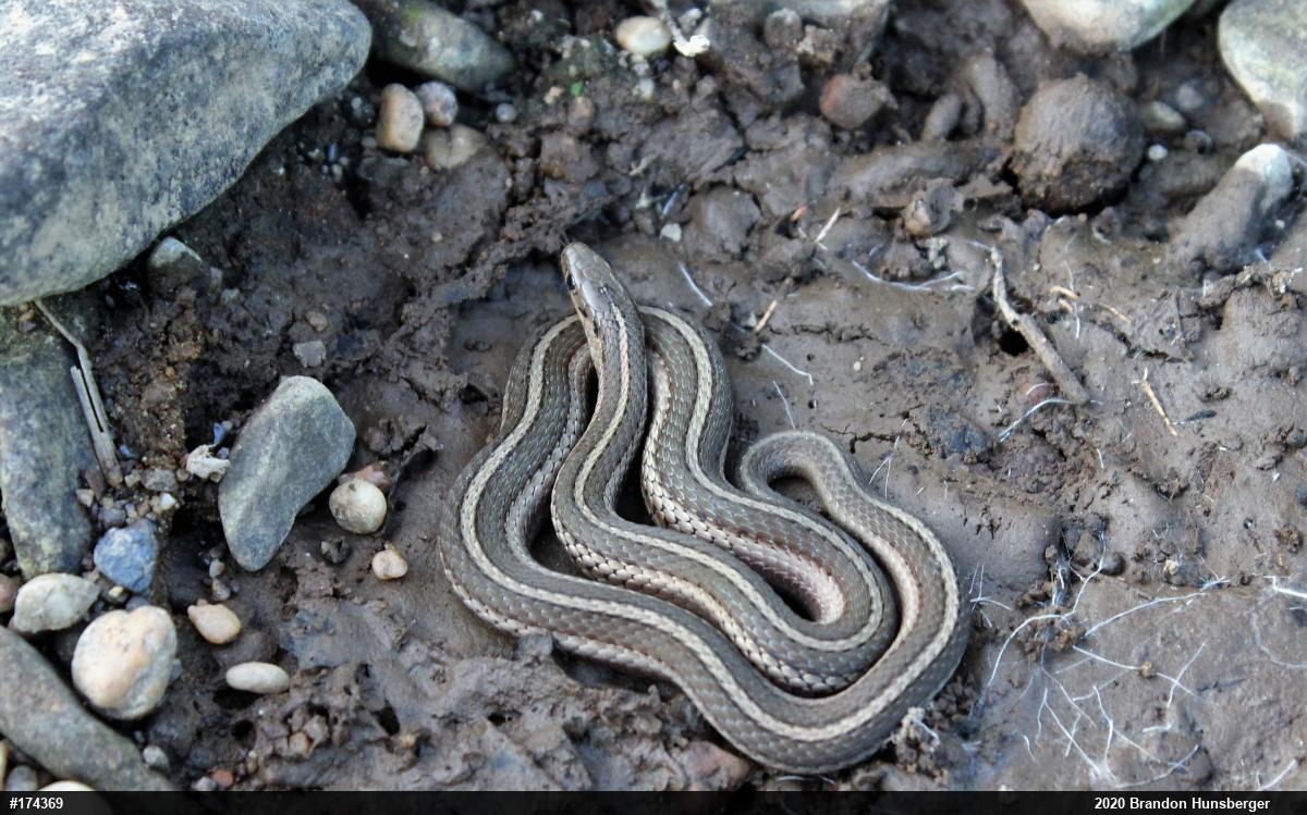 Shorthead Gartersnake