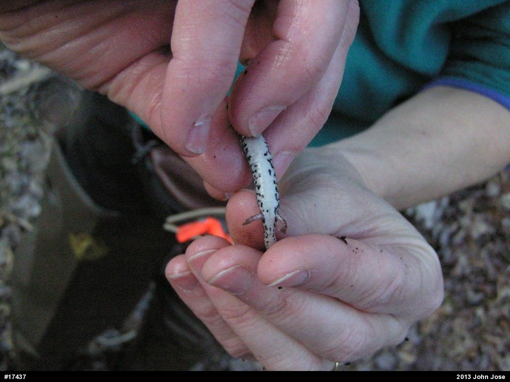 Four-toed Salamander