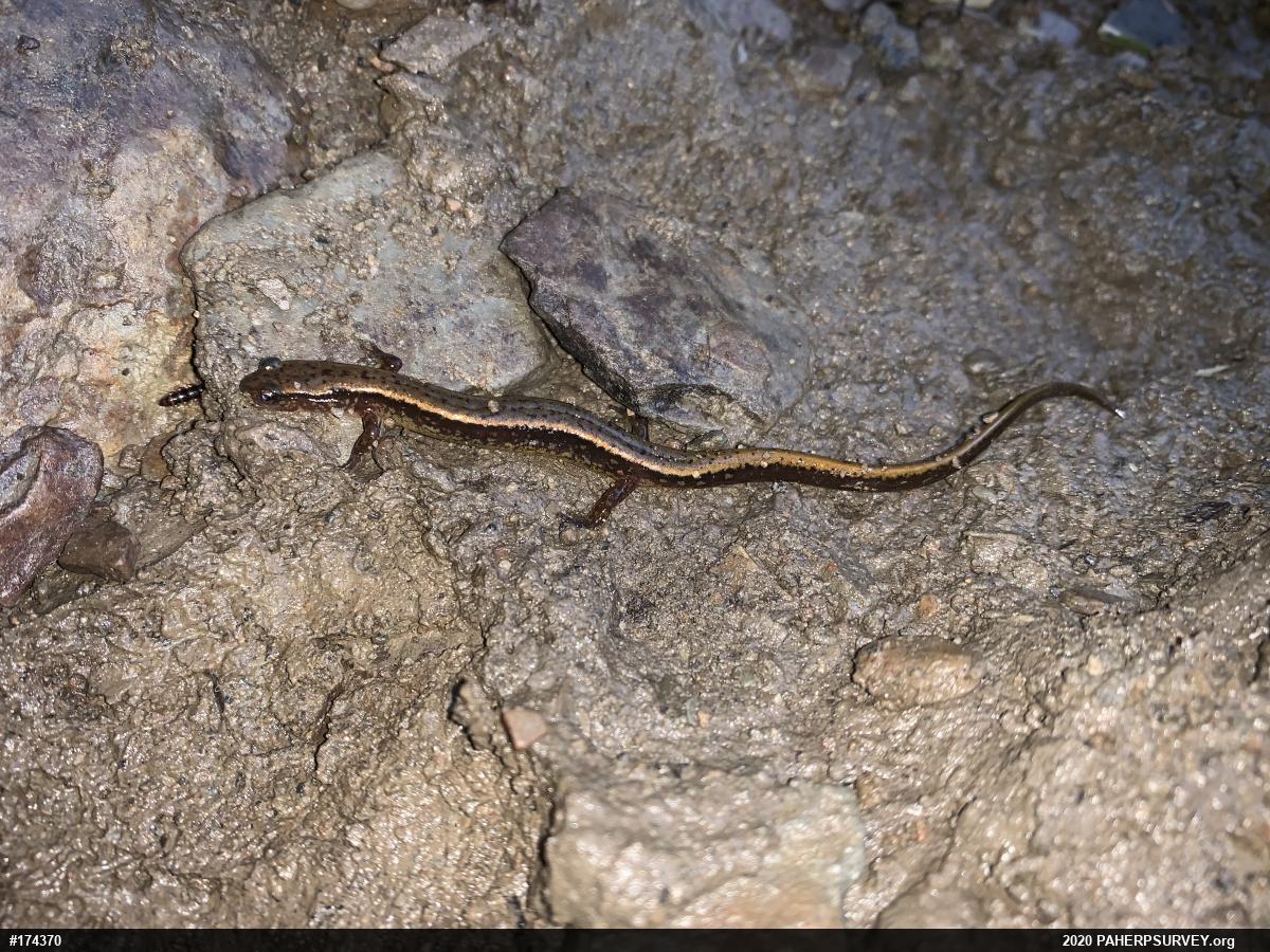 Northern Two-lined Salamander
