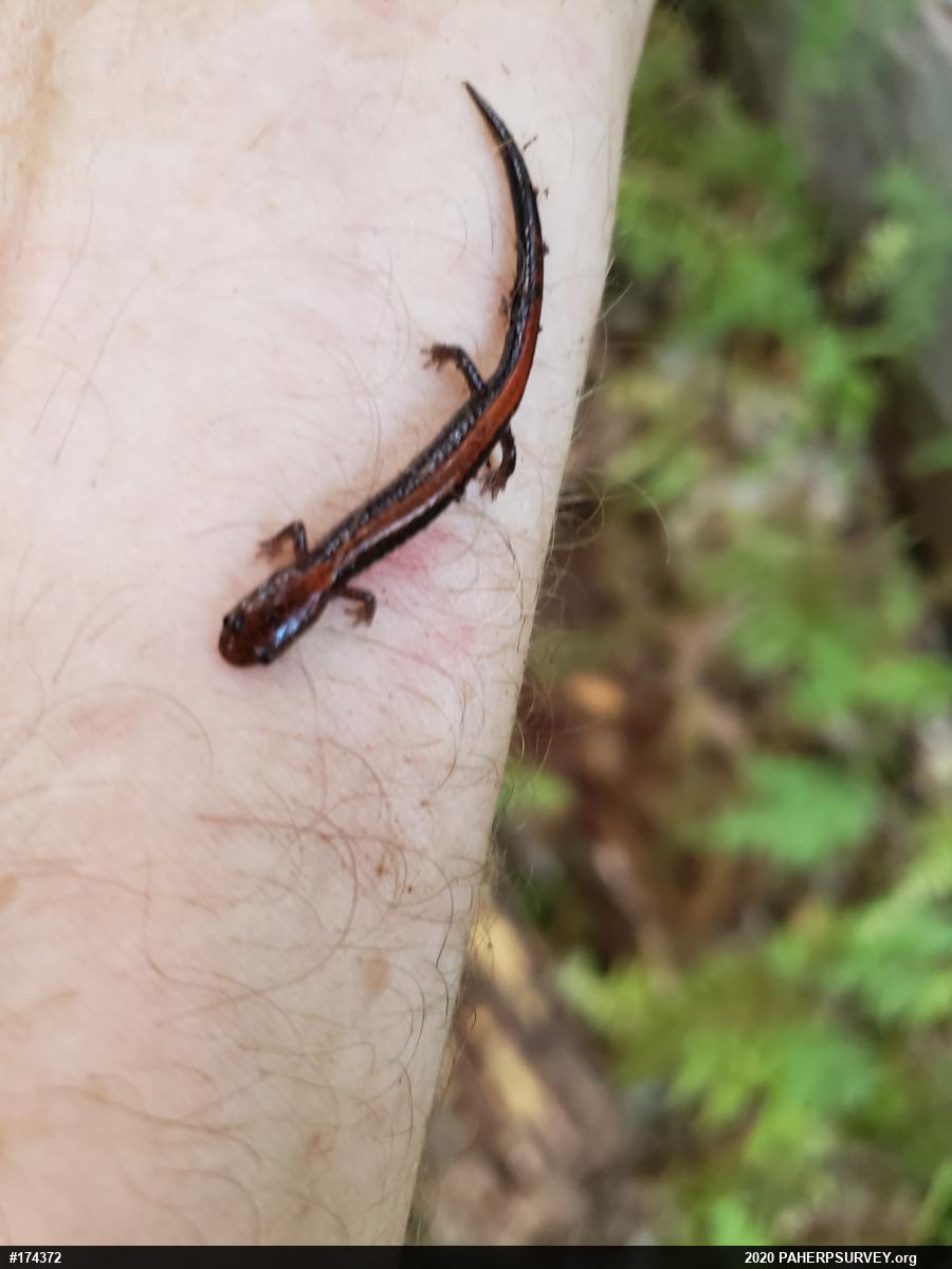 Eastern Red-backed  Salamander