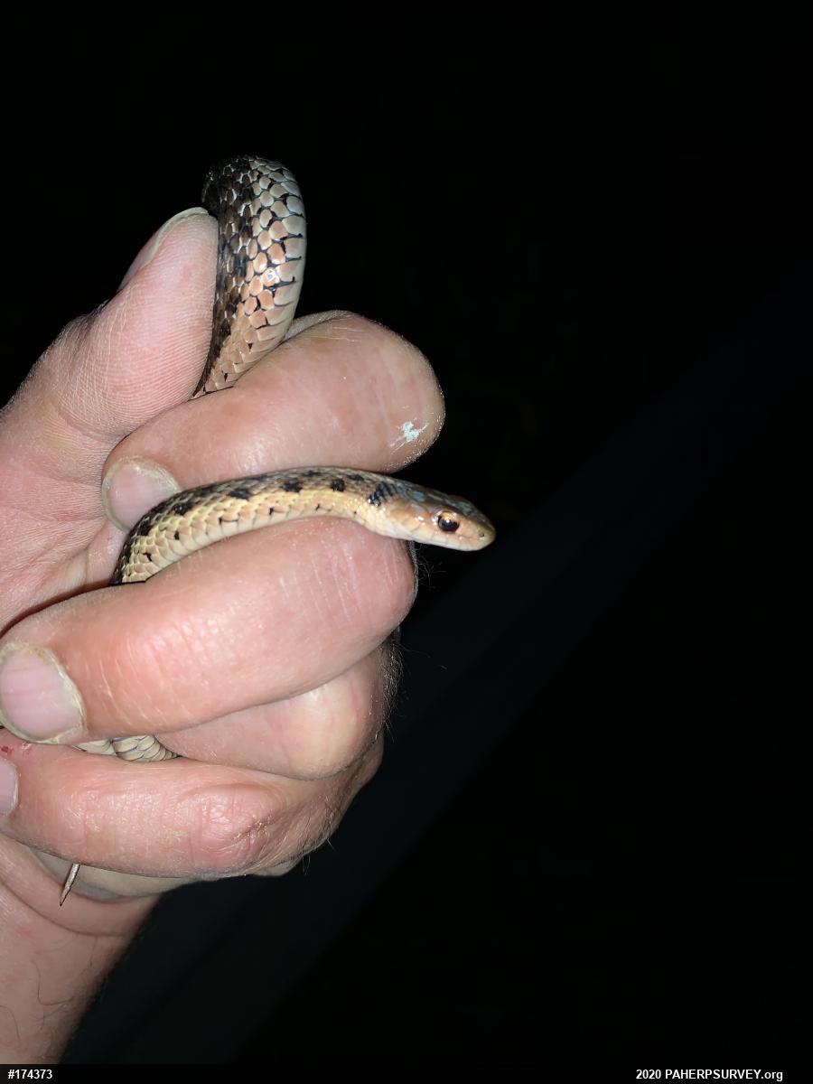 Eastern Gartersnake