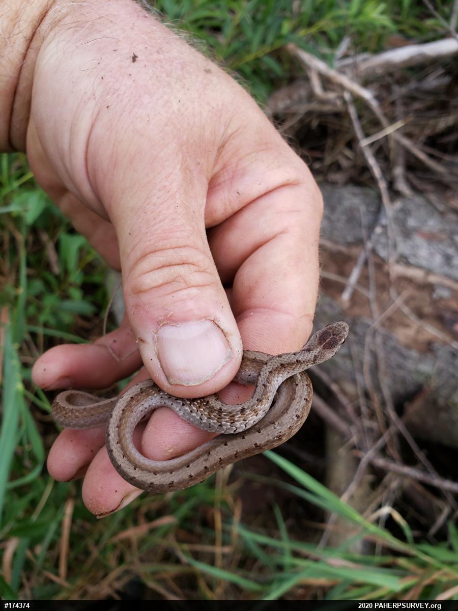 Dekay's Brownsnake