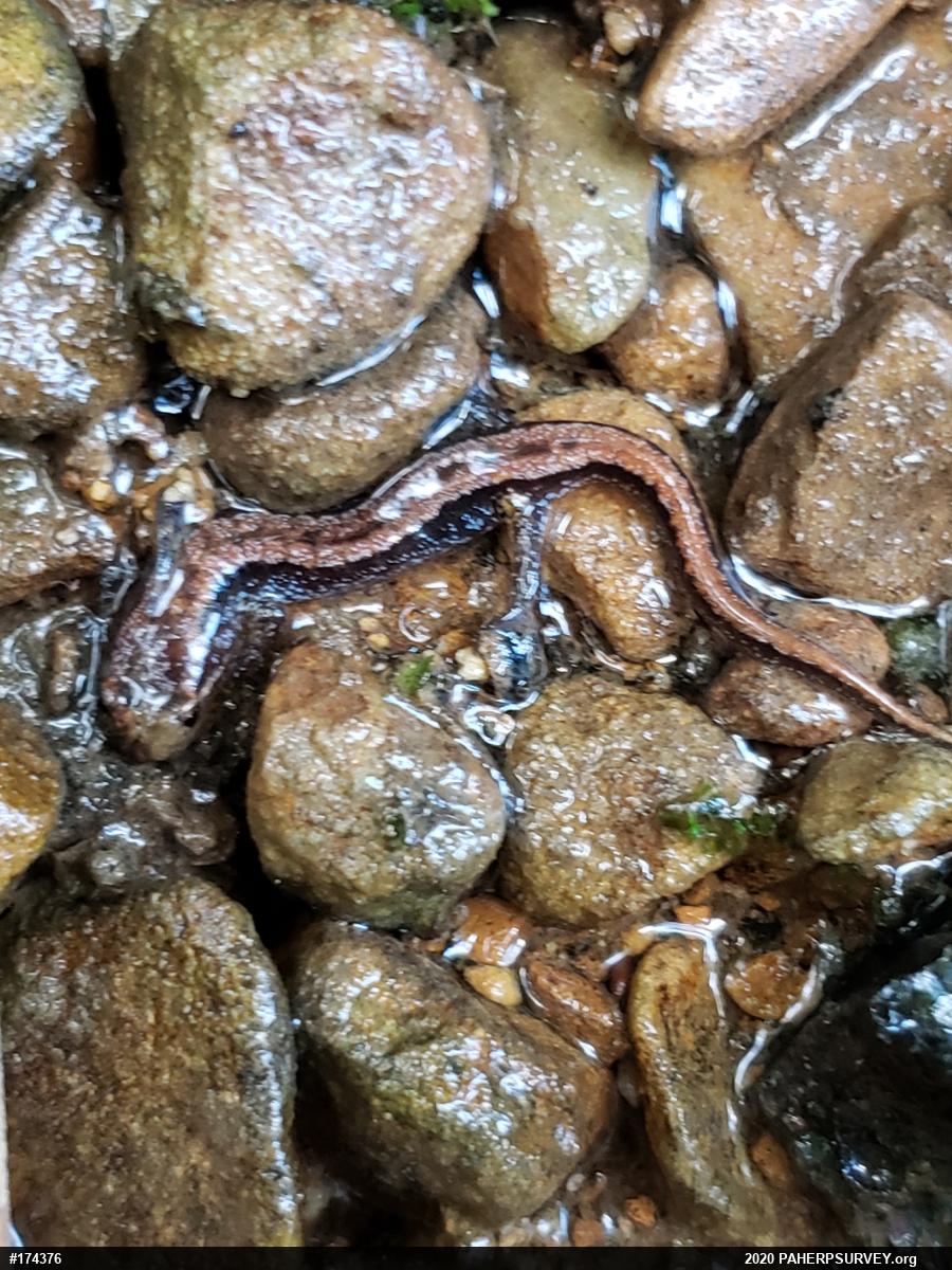 Allegheny Mountain Dusky Salamander